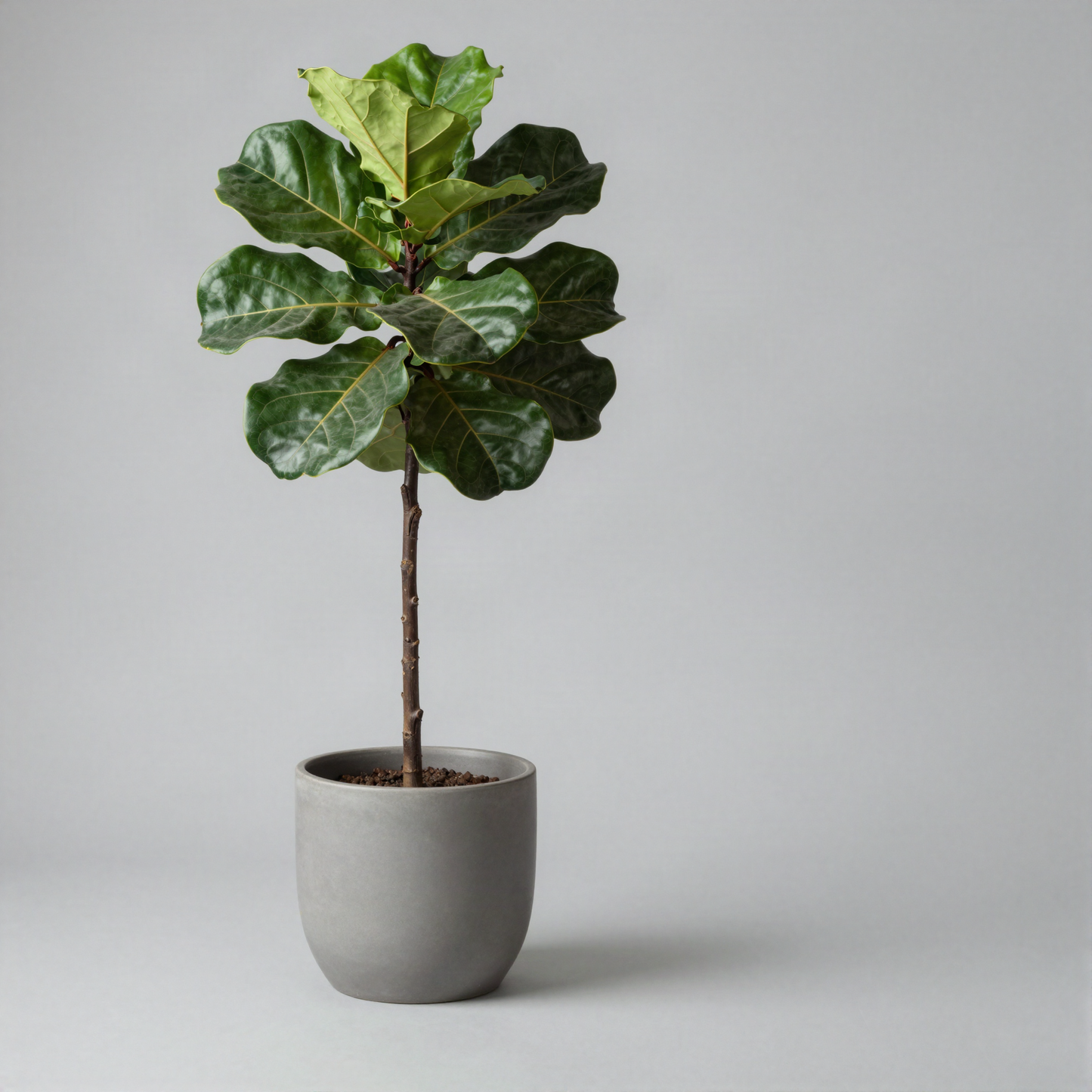 Faux Fiddle Leaf Fig