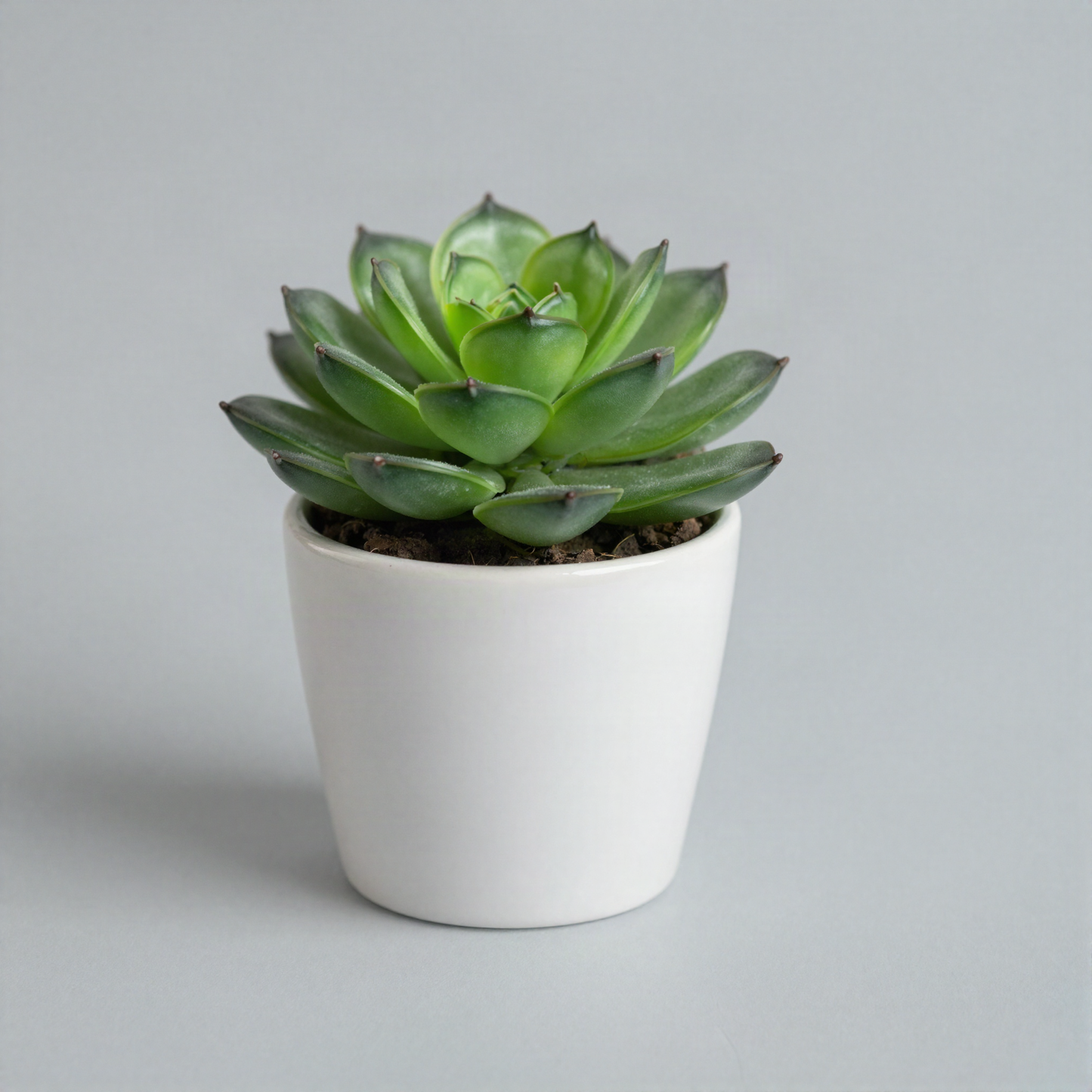 Faux Succulent in Ceramic Pot