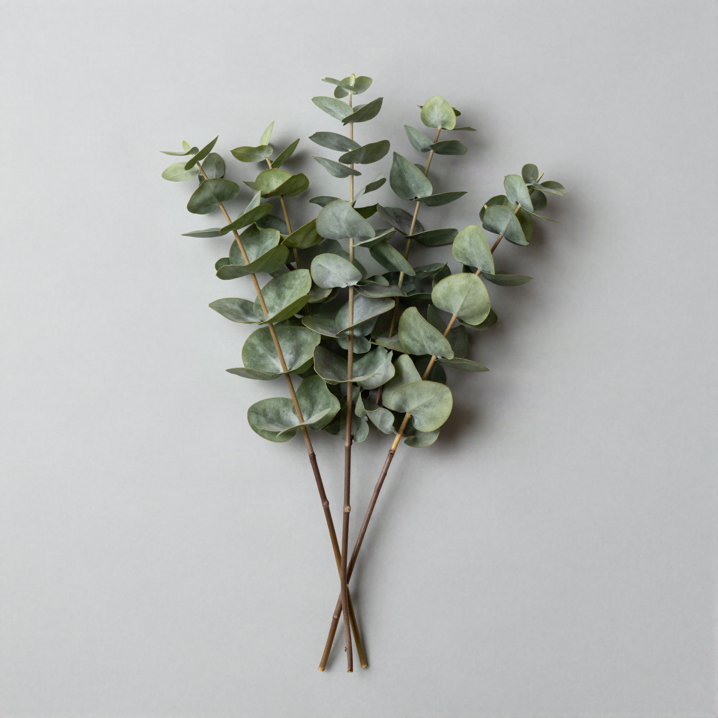 Artificial Eucalyptus Stems