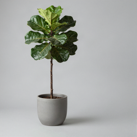 Faux Fiddle Leaf Fig