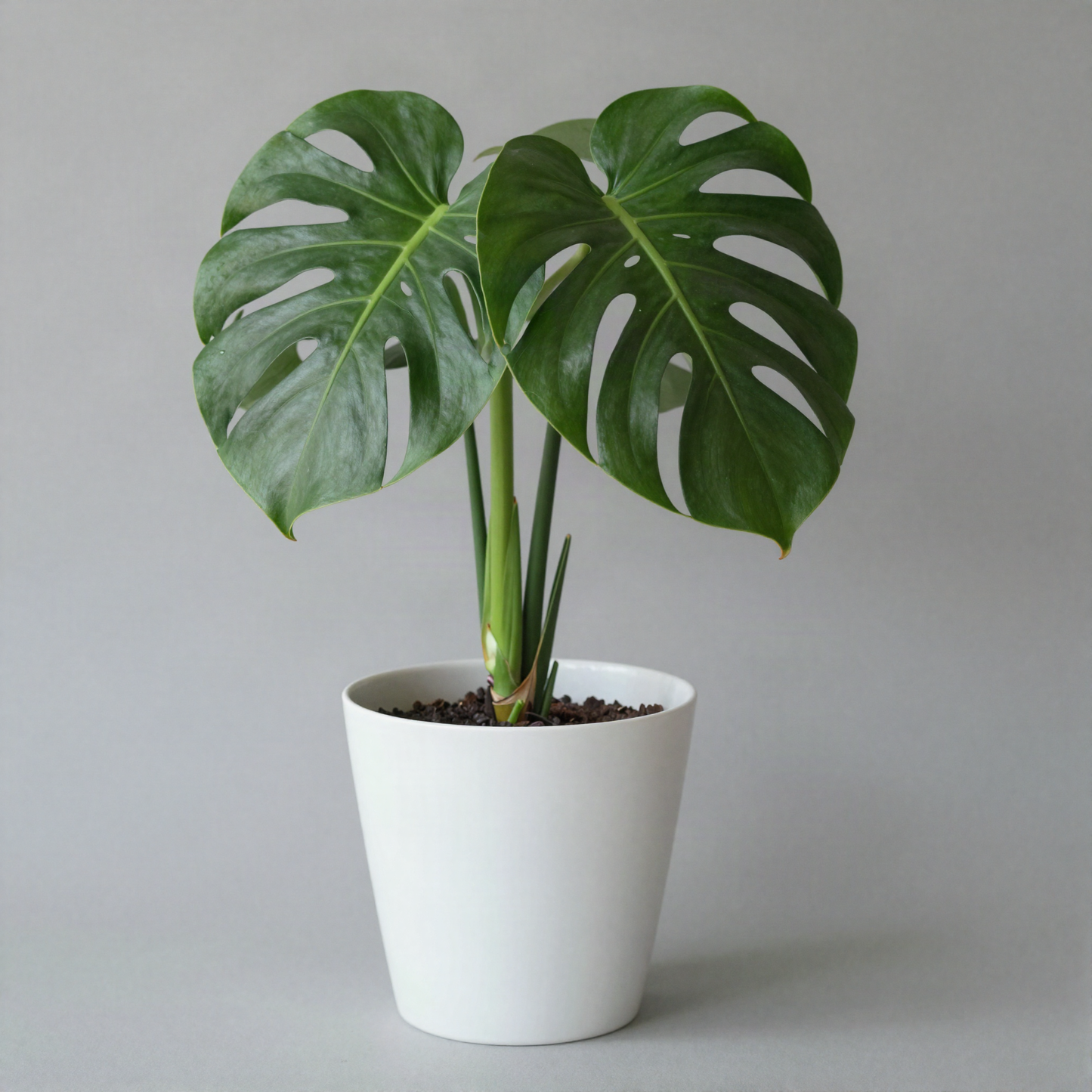 Silk Monstera Plant