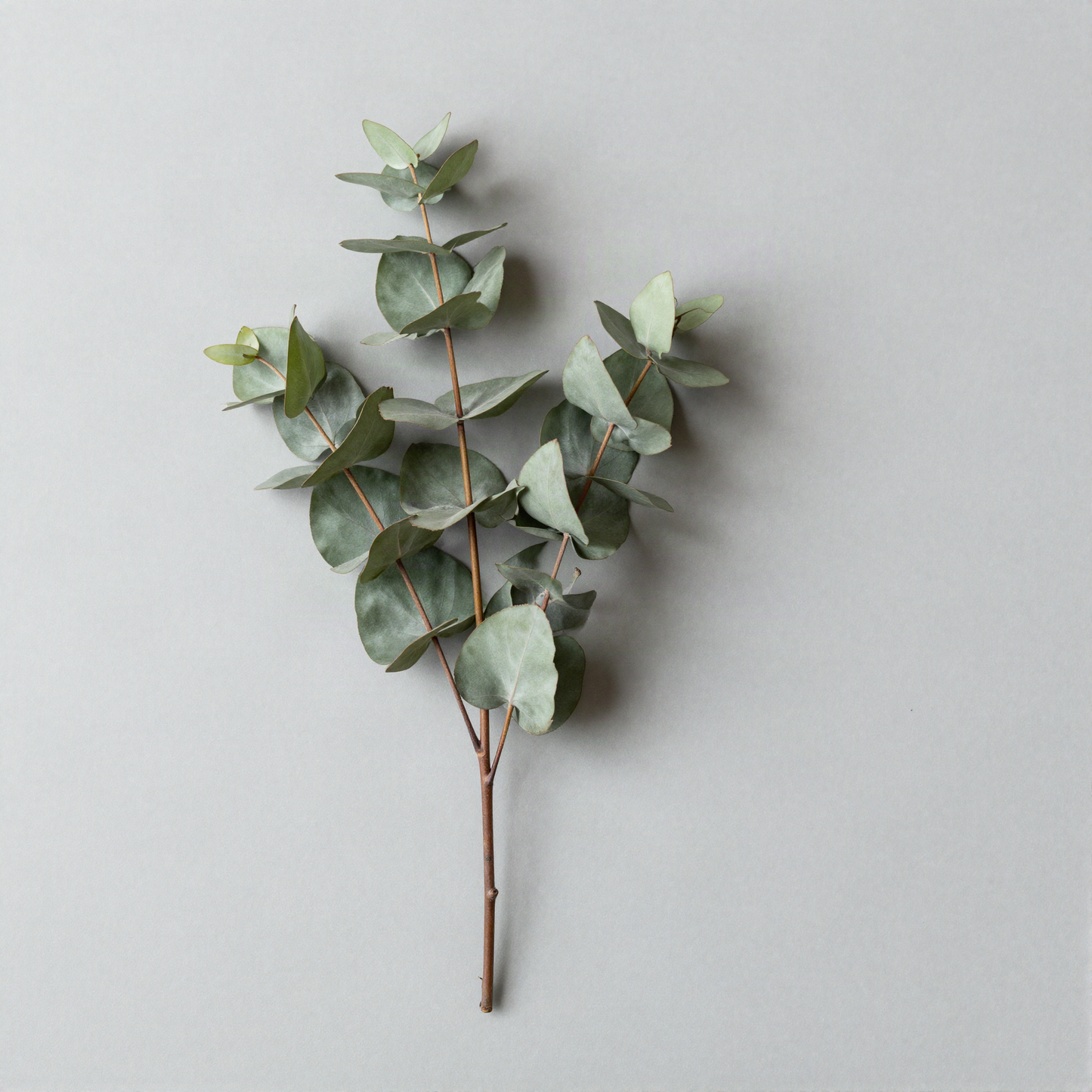Single Faux Eucalyptus Stem